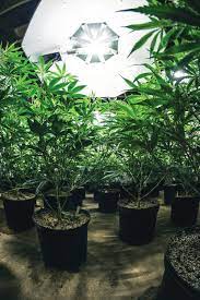 How to open a medical marijua dispensary in colorado. How To Open A Marijuana Dispensary In Colorado Summitdaily Com