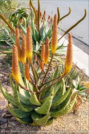 Image result for Aloe aculeata × ortholopha