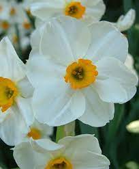 Pin By Isye Whiting On Bulbs And Tubers Bulb Flowers Wholesale Flowers Narcissus Flower