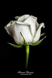 Black And White Rose Wallpaper Drawing White Rose Isolated On Black Background Stock Photo 20511096 White Roses Black Background Wallpaper Black Backgrounds