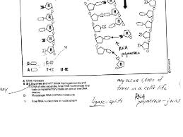 Some of the worksheets for this concept are dna base pairing work, dna and replication work, dna base pairing work answers, the components structure of dna, lesson plan dna structure, chapter 6 the structures of dna and rna, dna the genetic material, hs ls1 1 protein synthesis practice. Chapter 9 Dna The Genetic Material Read 192