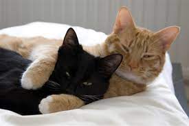 However, if you already have cats in your home, you want to manage introductions slowly. Introducing A New Cat