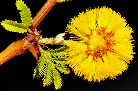 Image result for Acacia xanthophloea