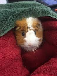 Guinea pigs, with their large heads, perpetual look of surprise and gleeful squeals, are definitely a pet to be imagine jill guinea pig socializing with joe guinea pig when joe suddenly goes all jill will soon follow suit; Rabbit Vet Guinea Pig Vet Sydney Central Coast