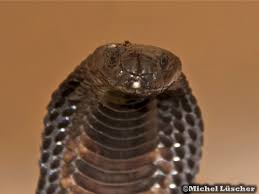 In afrika gibt es unter anderem die ringhalskobra und die uräusschlange. Naja Haje Legionis Reptilehouse Ch Fairplay For Animals Artgerechte Tierhaltung