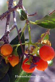 Image result for Cordia sinensis