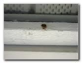 I combine the insect survey work with the consultation for private pest control agencies. Carpenter Bee Insect Pest Control Guide With Pictures Step By Step Home Protection Damage Prevention Instructions