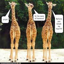 Giraffe animal funny funny animal giraffe animal funny giraffe high definition picture animals cute nature mammal zoo bird dogs wild billboards africa safari wildlife beautiful dog hd cat cats portrait monkeys pets head water leopards fish pet lions african trip kenya explore tsavo adventure face close. Animal Comedy Giraffes Page 2 Animal Comedy Animal Comedy Funny Animals Animal Gifs Cheezburger