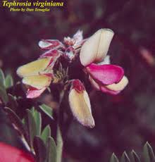 Image result for Tephrosia radicans