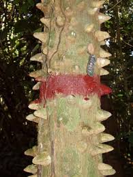 Image result for Aneulophus congoensis