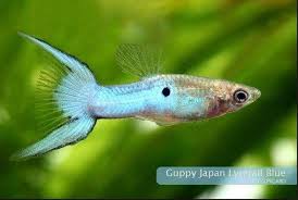 Salah satu ikan hias yang dibanderol dengan harga mahal adalah ikan guppy. 9 Jenis Ikan Guppy Paling Banyak Dicari Untuk Hiasan Akuarium Kenali Ciri Fisiknya Kapanlagi Com