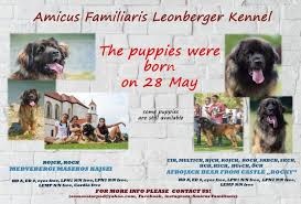 We are asking $2200 for our pups, with a $300 deposit. Leonberger Puppies In London Ontario Puppiesforsaleontario Com