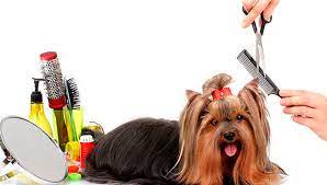 Hot dog grooming houston we style your pets with love and professional experience. Dog Grooming Midtown Houston Archives