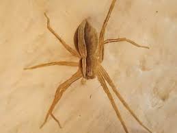I've attached the original image post. Spiders In New York Facts Information About Spiders