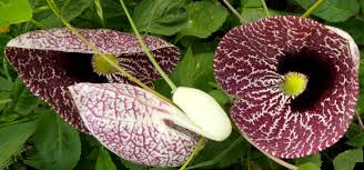 Image result for Aristolochiaceae