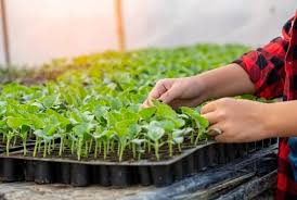 Check spelling or type a new query. Killing Fungus Gnats In Hydroponics Grower Today