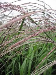 Ich rate jedem davon ab, sich schilf einzupflanzen. Miscanthus Sinensis Silberfeder Garten Schilf Silberfeder Www Online Pflanzenversand De