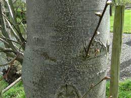This can expose the plant to disease and in some cases the extreme splitting by itself can result in trunk girdling and death of a tree. Lime Tree Linden Tree Tilia