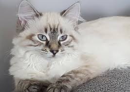 On the street of glidden avenue and street number is 9. Lancaster Small Animal Hospital Bowmansville Veterinary Hospital