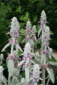 Purple plants purple flowers purple clematis border plants flowering shrubs spring blooms plant needs types of plants purple rain. Stachys Byzantina Wikipedia