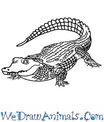 How To Draw A Realistic Crocodile