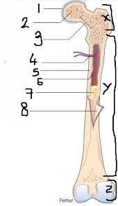 Labeling portions of a long bone learn with flashcards, games and more — for free. Ib Sehs Anatomy Long Bone Diagram Quizlet