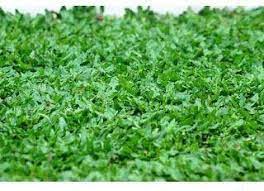 Rumput hias bisa menjadi pilihan jika kamu memiliki lahan kosong dan terbengkalai di pekarangan rumahmu. Mengenal Jenis Rumput Hias Supaya Taman Rumah Semakin Kece