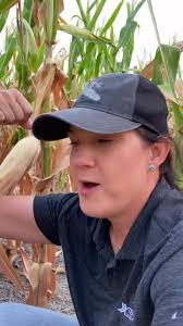 Innovative Corn Farming in the Desert