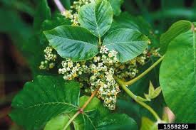 Image result for Anacardiaceae