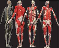 Search, discover and share your favorite back bones gifs. 3 The Back Basicmedical Key