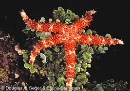 Image result for Gomphia