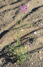 Image result for Cleome elegantissima