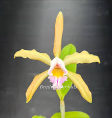 Image result for Schlechterina