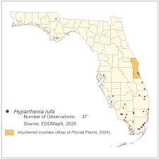 Image result for Hyparrhenia rudis