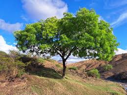 Image result for Schinopsis