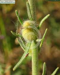 Image result for Misopates