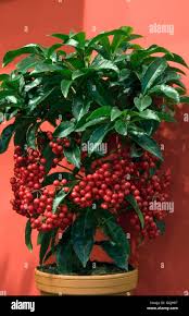 Image result for Ardisia staudtii