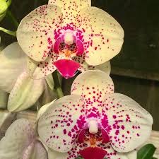 Maybe you would like to learn more about one of these? Jade Orchids 1 Tip From 7 Visitors