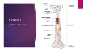 Where in the diagram can you find red bone marrow in an adult? Berryhill Cashion Hs1 Dho Ppt Download