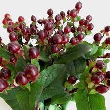 Sunny boulevard ® hypericum x 'deppe' uspp 20,045,. Hypericum Bulk Flowers Blooms By The Box