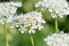 Image result for Oenanthe procumbens