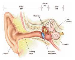 It is a warren of tubes filled with fluid encased within the temporal bone of the skull. What Are The Three Bones In The Middle Ear The Handy Anatomy Answer Book