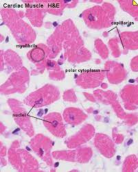 Some of the major skeletal muscles in the human body are labeled in the two figures below. Anat2241 Muscle Tissue Embryology