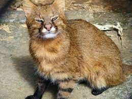 Regimental commander katze glacé is the leader of western french provincial division of regiment hex,2 and a former member of iu. Colocolo Leopardus Colocolo Wild Cat Species Cat Species Animals Wild