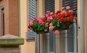 When you container garden with fake. Flowers For Window Boxes Sun And Shade Loving Plants The Old Farmer S Almanac