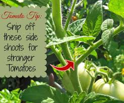 Though grown on a wide variety of soils, they prefer the maximum root depth and rhizosphere width verified in a heavy soil are 22 inches and 45 inches, respectively. Growing Determinate Tomato Plants Perfect For Containers