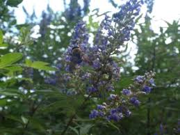 Discover our huge online selection of plants. Chastetree Home Garden Information Center