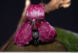 Image result for Chaseella pseudohydra