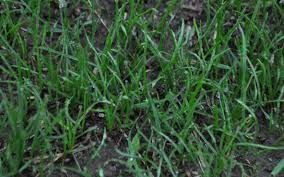 A declaration is our first satirical video project and is part of our ongoing effort to facilitate. Idiot Proof Steps To Overseeding In The Spring Grass Pad