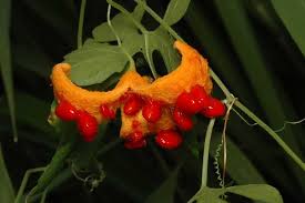 Image result for Momordica pterocarpa